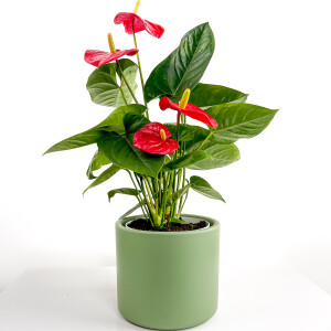 ​Antoryum Çiçeği Ruby Yeşil Saksılı - Fidan Burada