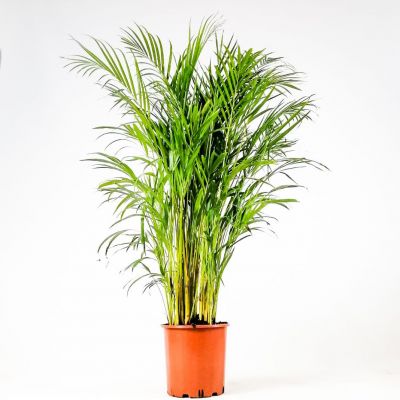 Areka Palmiyesi-Areca Dypsis Lutescens 120-140 Cm İthal Bitki