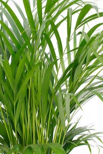 Areka Palmiyesi-Areca Dypsis Lutescens 70-90 Cm - İthal - 4