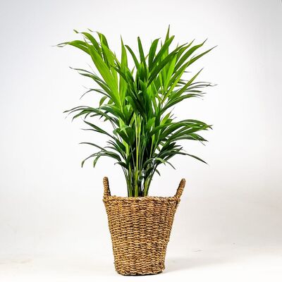 Areka Palmiyesi-Areca Dypsis Lutescens- 80-90cm Derin Hasır Saksılı - 1