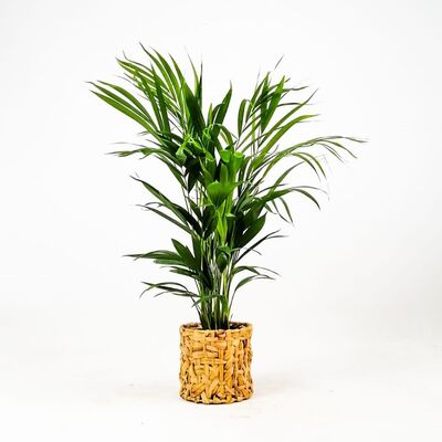 Areka Palmiyesi-Areca Dypsis Lutescens- 80-100 cm Rolyn Hasır Saksılı - 1