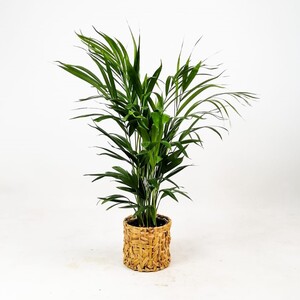 Areka Palmiyesi-Areca Dypsis Lutescens- 80-100 cm Rolyn Hasır Saksılı - 2