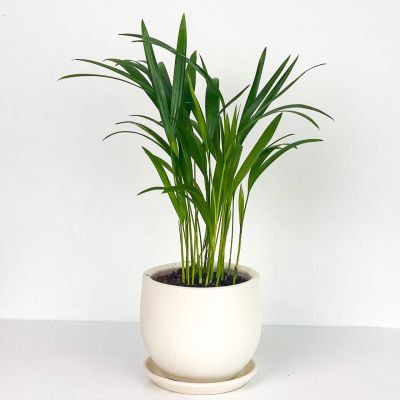 Areka Palmiyesi - Curvy Beyaz Saksılı - Areca Dypsis Lutescens-İthal 30-40 cm - 1