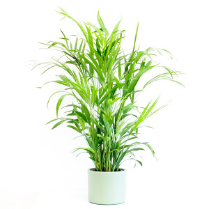 Areka Palmiyesi-Areca Dypsis Lutescens - Mint Yeşili Ruby Saksılı 100-120cm - Fidan Burada