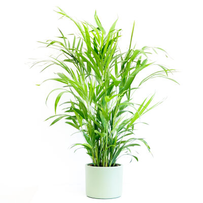 Areka Palmiyesi-Areca Dypsis Lutescens - Mint Yeşili Ruby Saksılı 100-120cm - 1
