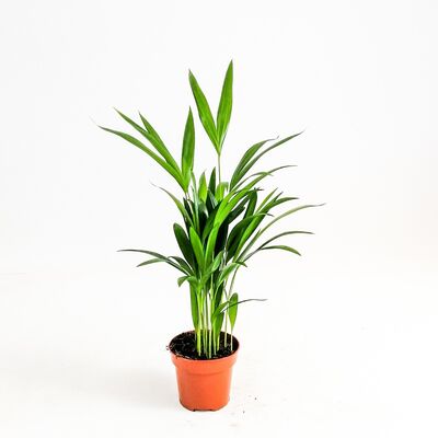 Areka Palmiyesi-Areca Dypsis Lutescens-İthal-30-40 cm - 2