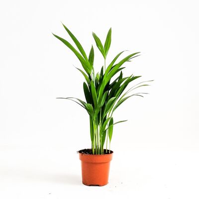 Areka Palmiyesi-Areca Dypsis Lutescens-İthal-30-40 cm - 1
