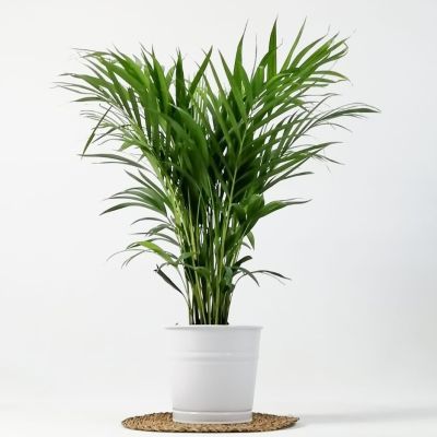 Areka Palmiyesi Beyaz Dekoratif Saksılı Dypsis Lutescens 100cm - 1