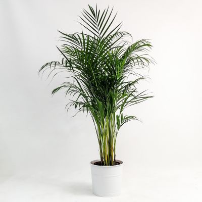 Areka Palmiyesi Beyaz Dekoratif Saksılı Dypsis Lutescens 140-160cm - 1
