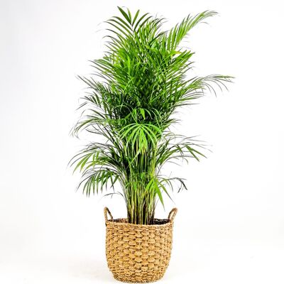 Areka Palmiyesi- Desenli Hasır Saksılı (L)- Areca Dypsis Lutescens- 140-160cm - 1