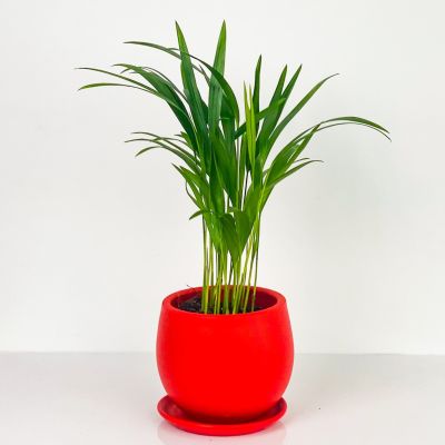 Areka Palmiyesi - Curvy Kırmızı Saksılı - Areca Dypsis Lutescens-İthal 30-40 cm - 1