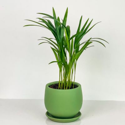Areka Palmiyesi - Curvy Mint Yeşili Saksılı - Areca Dypsis Lutescens-İthal 30-40 cm