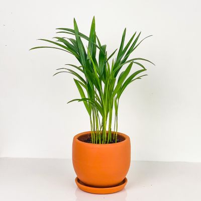 Areka Palmiyesi - Curvy Terra Cotta Saksılı - Areca Dypsis Lutescens-İthal 30-40 cm - 1