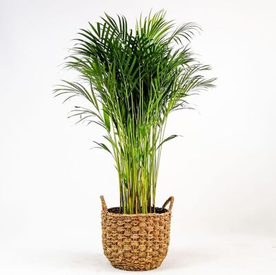 Areka Palmiyesi- Desenli Hasır Saksılı - Areca Dypsis Lutescens- 120-140cm - 1