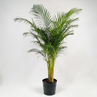 Areka Palmiyesi - Dypsis Lutescens 200cm