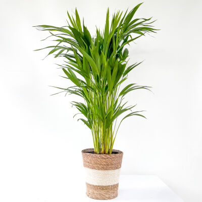 Areka Palmiyesi Oly Beyaz Hasır Saksılı 80-100cm - 1