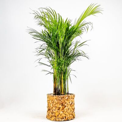 Areka Palmiyesi- Rolyn Hasır Saksılı - Areca Dypsis Lutescens- 120-140cm - 1