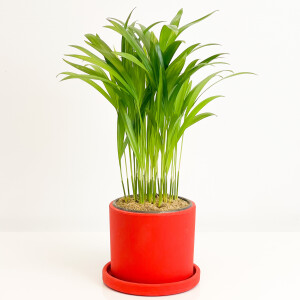 Areka Palmiyesi - Ruby Kırmızı Saksılı - Areca Dypsis Lutescens-İthal 30-40 cm - 1