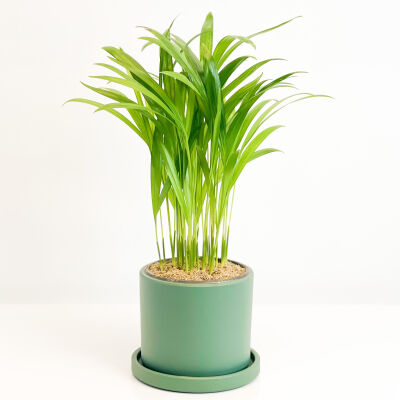 Areka Palmiyesi - Ruby Mint Yeşili Saksılı - Areca Dypsis Lutescens-İthal 30-40 cm - 1