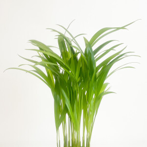 Areka Palmiyesi - Ruby Mint Yeşili Saksılı - Areca Dypsis Lutescens-İthal 30-40 cm - 2