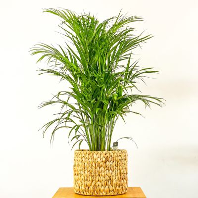 Areka Palmiyesi Straw Hasır Saksılı 120-140cm