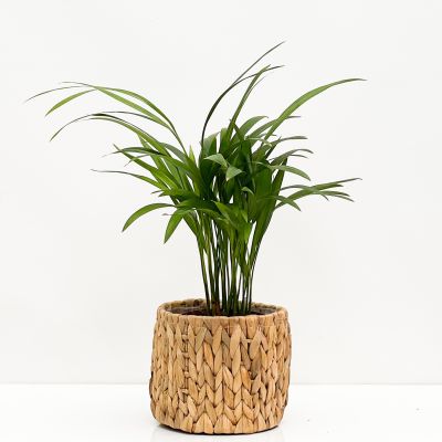 Areka Palmiyesi Straw Hasır Saksılı 40-50cm