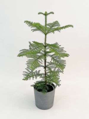 SALON ÇAMI-AROKARYA - (Araucaria Heterophylla)-İthal 60-80 cm - 1