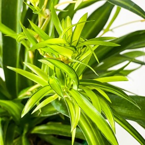Askılı Kurdele Çiçeği - Chlorophytum Comosum Hawaii - Thumbnail