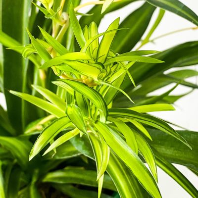 Askılı Kurdele Çiçeği - Chlorophytum Comosum Hawaii