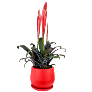 Ateş Kılıcı Çiçeği - Vriesea Era Curvy Kırmızı Saksılı - Fidan Burada