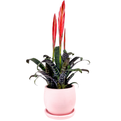 Ateş Kılıcı Çiçeği - Vriesea Era Curvy Pembe Saksılı - 1