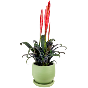 Ateş Kılıcı Çiçeği - Vriesea Era Curvy Yeşil Saksılı - Fidan Burada