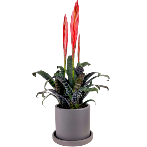 Ateş Kılıcı Çiçeği - Vriesea Era Ruby Antrasit Saksılı - Fidan Burada