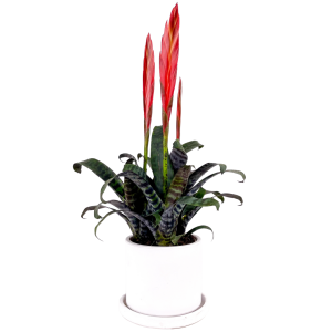 Ateş Kılıcı Çiçeği - Vriesea Era Ruby Beyaz Saksılı - Fidan Burada