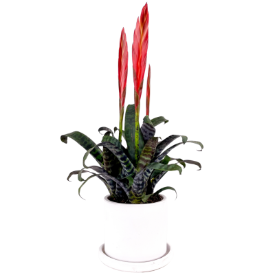 Ateş Kılıcı Çiçeği - Vriesea Era Ruby Beyaz Saksılı - 1