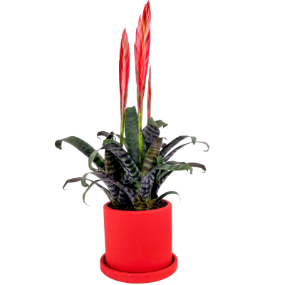 Ateş Kılıcı Çiçeği - Vriesea Era Ruby Kırmızı Saksılı - 1