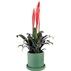 Ateş Kılıcı Çiçeği - Vriesea Era Ruby Mint Yeşili Saksılı - Fidan Burada