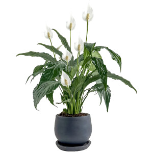 Barış Çiçeği - Curvy Antrasit Saksılı-Spathiphyllum - Fidan Burada