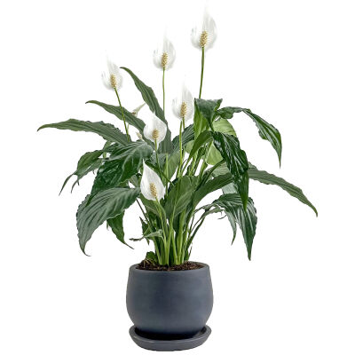 Barış Çiçeği - Curvy Antrasit Saksılı-Spathiphyllum - 1