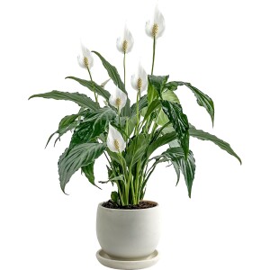 Barış Çiçeği - Curvy Beyaz Saksılı-Spathiphyllum - Fidan Burada