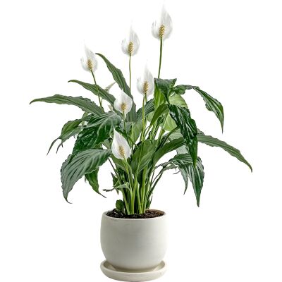 Barış Çiçeği - Curvy Beyaz Saksılı-Spathiphyllum - 1