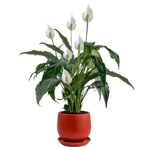 Barış Çiçeği - Curvy Kırmızı Saksılı-Spathiphyllum - Fidan Burada