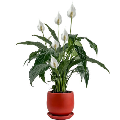 Barış Çiçeği - Curvy Kırmızı Saksılı-Spathiphyllum - 1