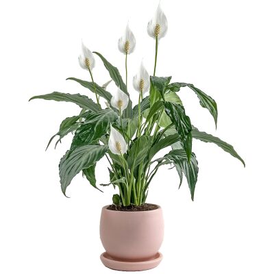 Barış Çiçeği - Curvy Pembe Saksılı-Spathiphyllum - 1