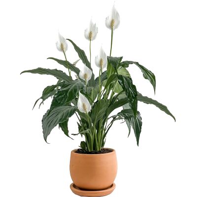 Barış Çiçeği - Curvy Terra Cotta Saksılı-Spathiphyllum - 1