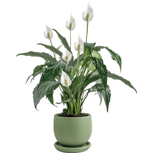 Barış Çiçeği - Curvy Yeşil Saksılı-Spathiphyllum - Fidan Burada