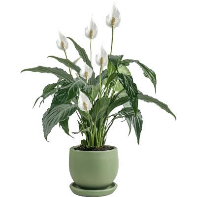 Barış Çiçeği - Curvy Yeşil Saksılı-Spathiphyllum - 1