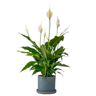 Barış Çiçeği - Ruby Antrasit Saksılı- Spathiphyllum - 1