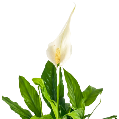Barış Çiçeği - Ruby Antrasit Saksılı- Spathiphyllum - 2