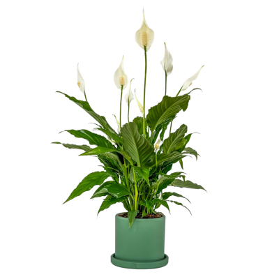 Barış Çiçeği - Ruby Mint Yeşili Saksılı- Spathiphyllum - 1
